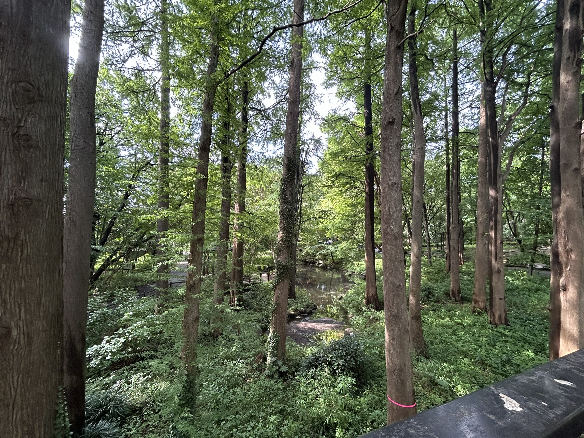 Lesopark Riši no mori