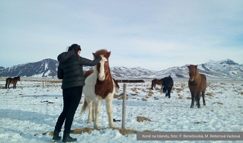 Koně na Islandu